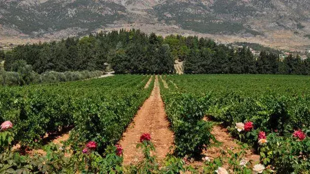 First ML Project: Vine Detection at Kefraya-AI - event photo